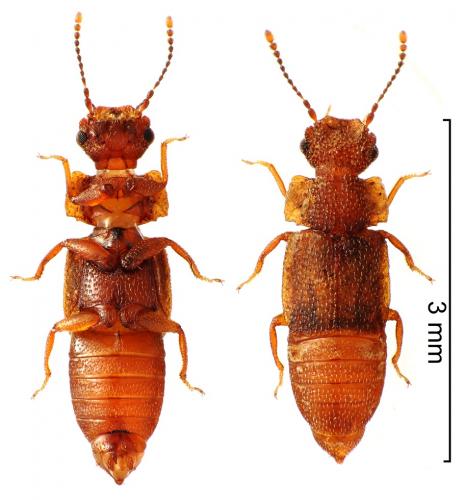 Réf. 223 989 : Metopsia clypeata